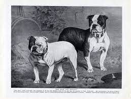  Bulldogs trace their origins back to 16th century England where they were bred for bull